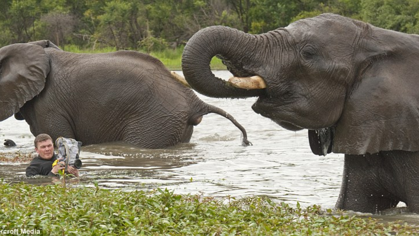 Ahead Of The Herd: Wildlife Photographer Goes Swimming With Elephants To Capture Incredible Images